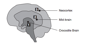 Croc-Brain